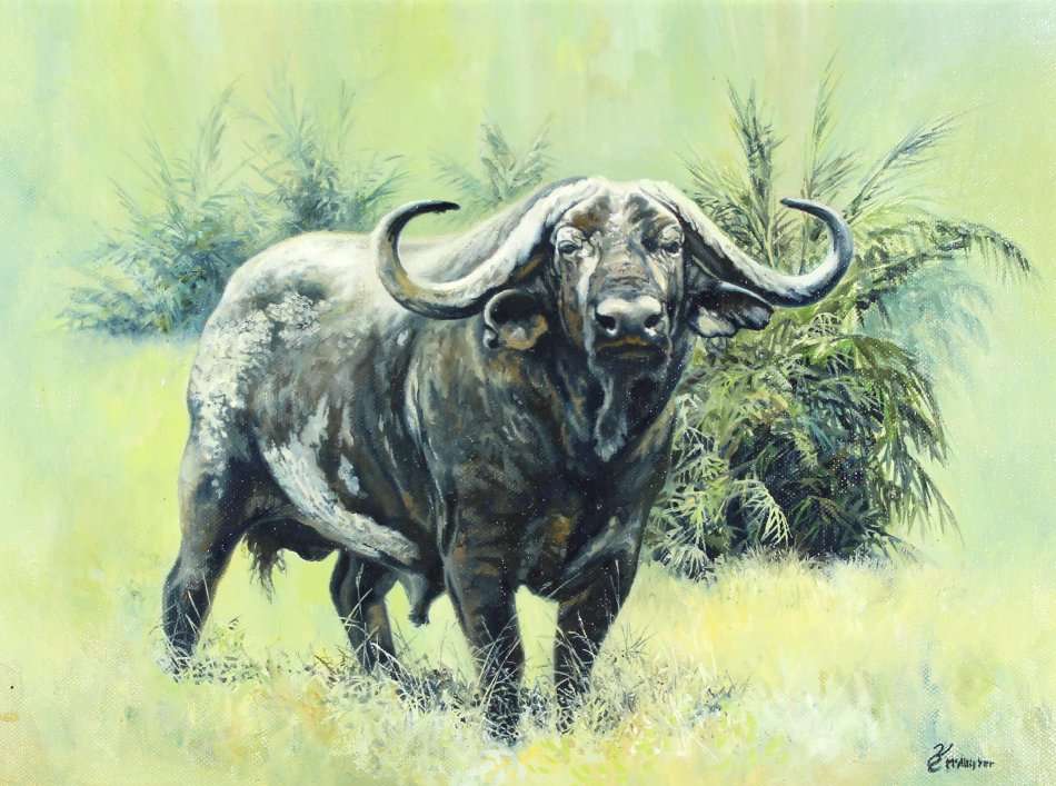 McAllister - Buffalo - Oil painting - A beauty, bid now!!