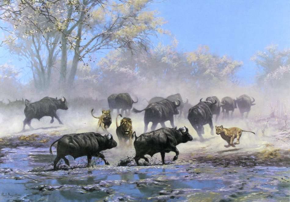 Paul Augustinus - Buffalo - A beautiful limited edition framed print!! - Giveaway price! - Bid now!!