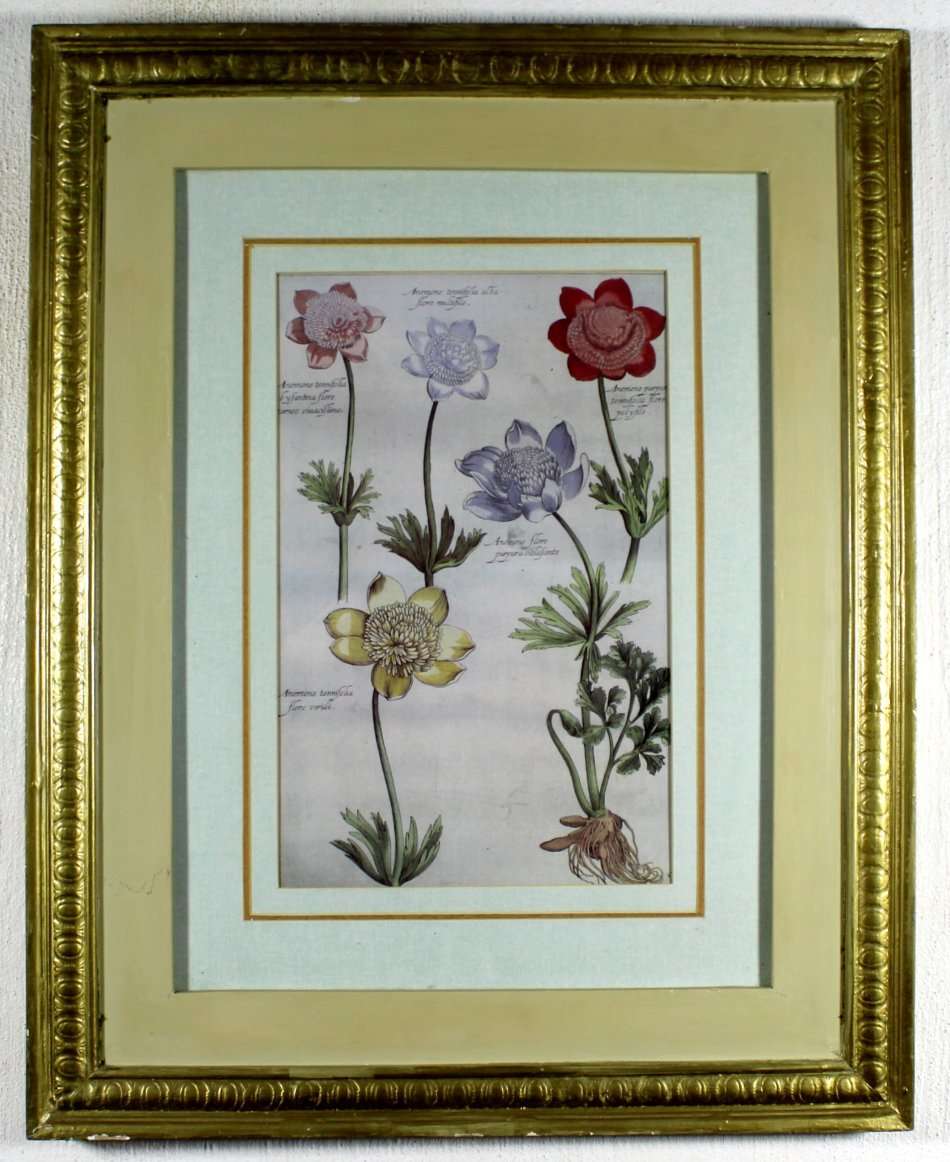 Old flower Print - Anemone