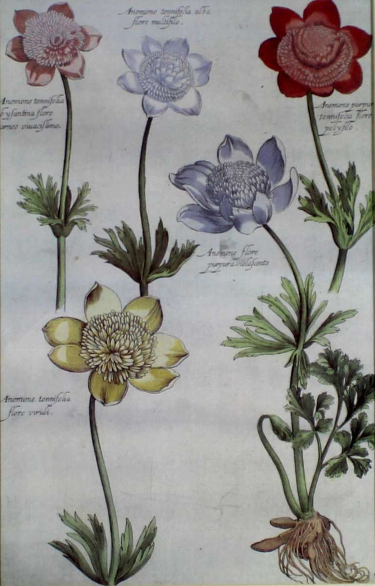 Old flower Print - Anemone