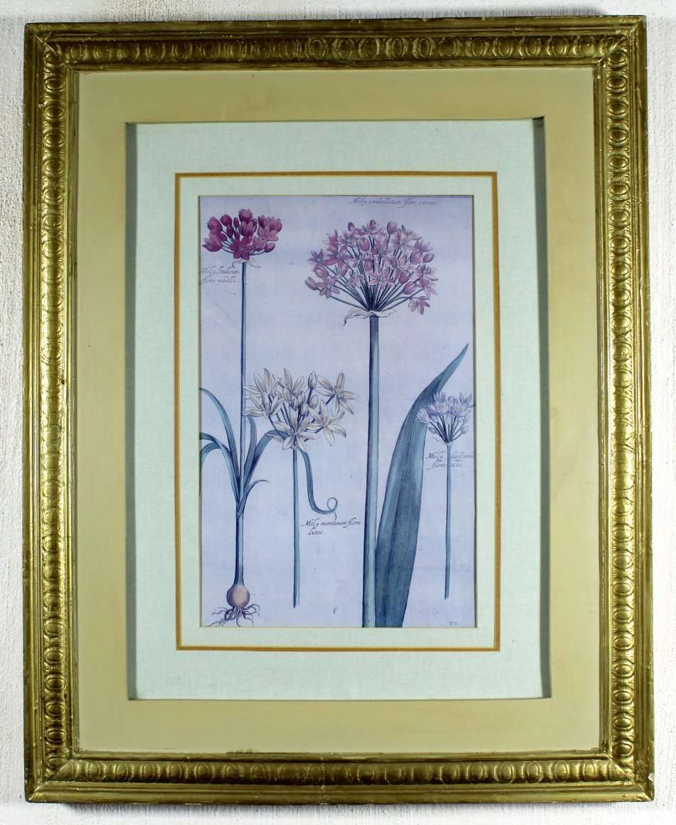 Old flower Print - Moly