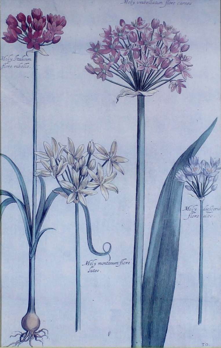 Old flower Print - Moly