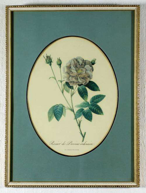 Rosier de Provins Ordinaire