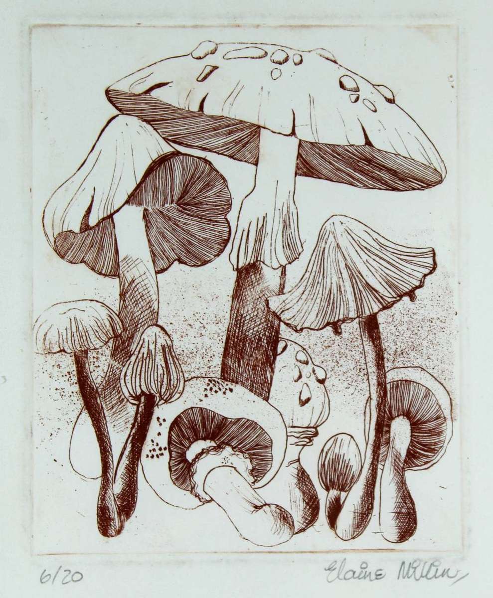 Elaine Millin - Mushrooms