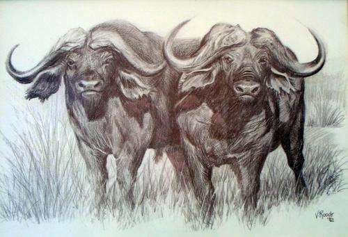 Veronika Roodt - Buffalo - A magnificent drawing! Bid now!
