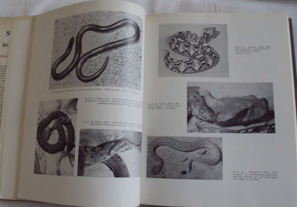 Snakes of southern Africa Vivian F Fitzsimons