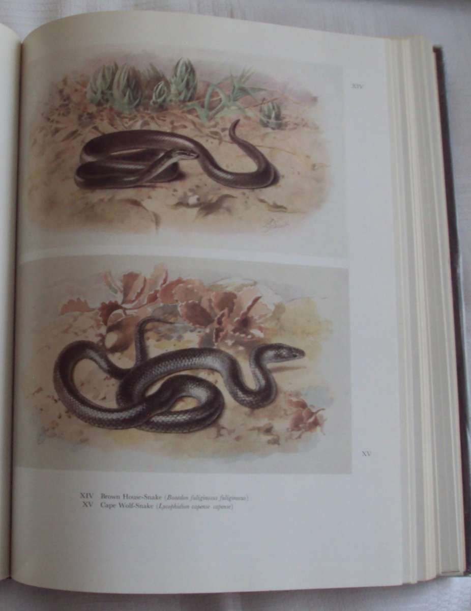 Snakes of southern Africa Vivian F Fitzsimons
