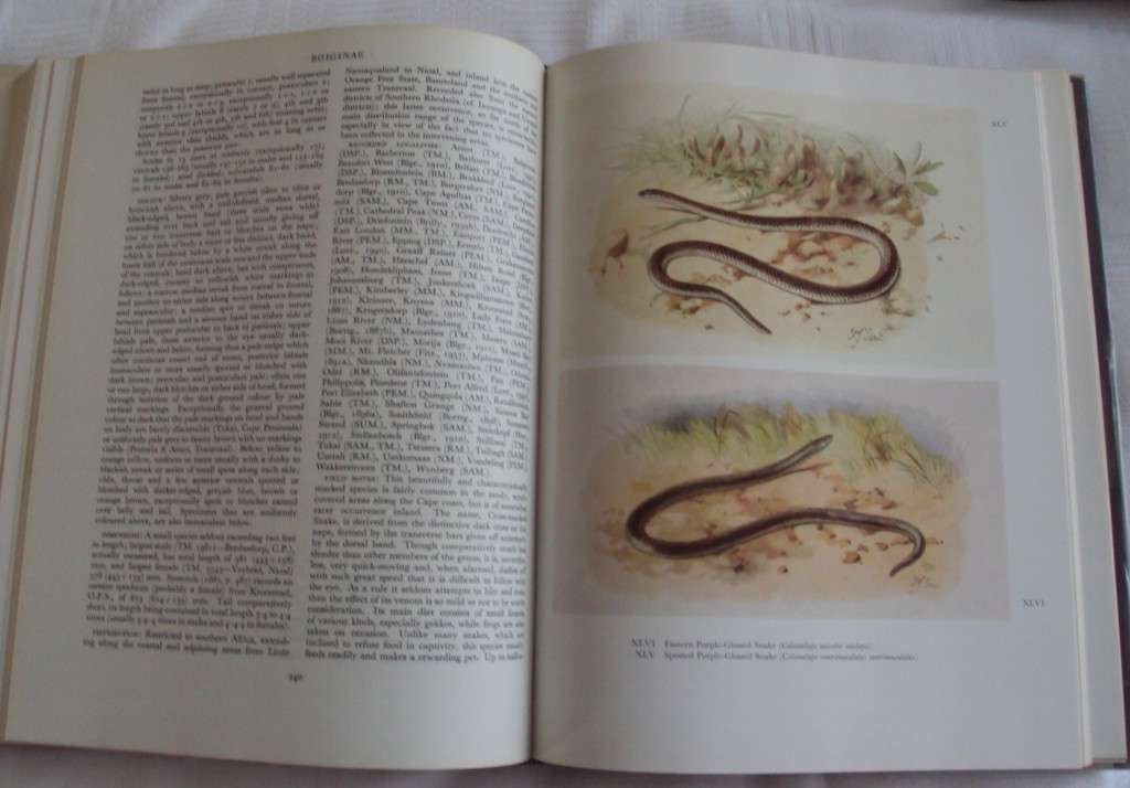 Snakes of southern Africa Vivian F Fitzsimons