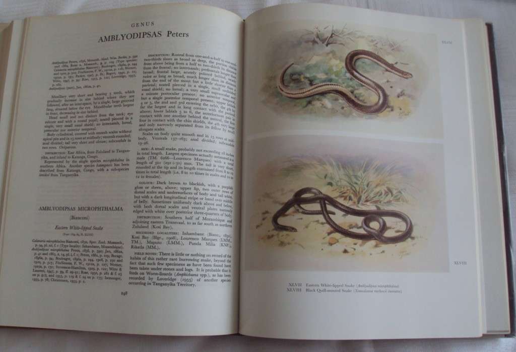 Snakes of southern Africa Vivian F Fitzsimons
