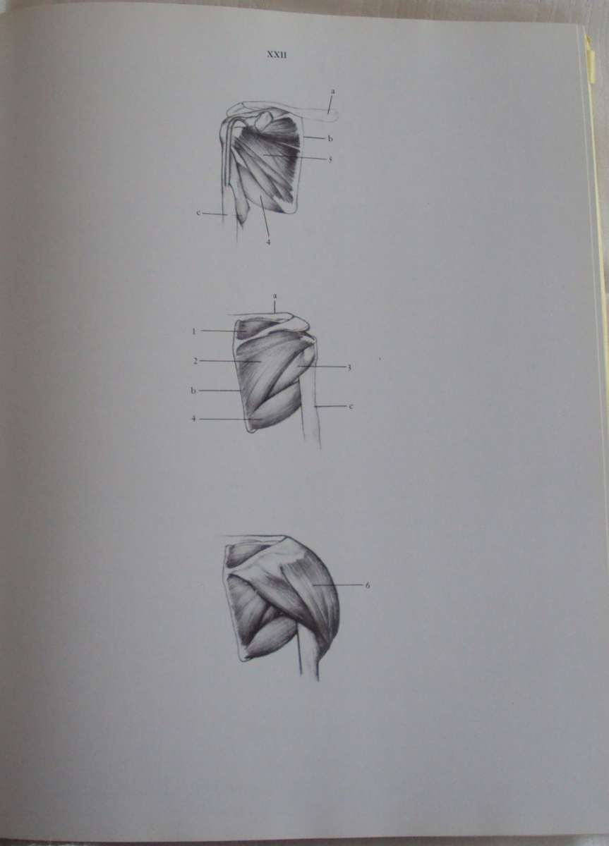Anatomy For The Artist  142 full pages plates Jeno Barcsay