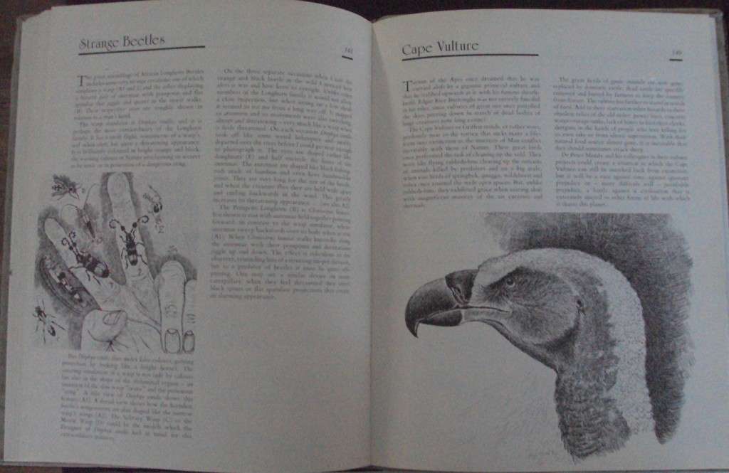 Jeff Huntlys African Wildlife Sketches  Deluxe Signed Leather Bound Limited Edition #M of A-Z