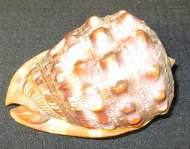 Sea Shell 2
