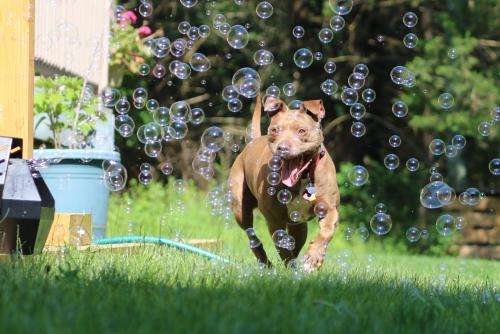 BUBBLE MACHINE