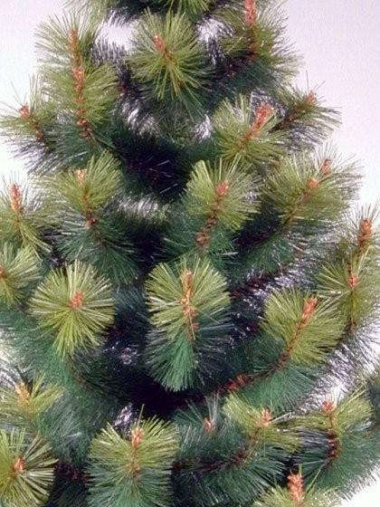 2.1M Pine Christmas Tree