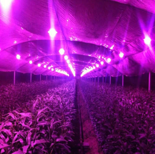 2019 New Quantum Board Plant Full Spectrum 50W COB LED Grow Light