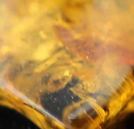 REAL AMBER AND STERLING SILVER DROP AND DANGLE EARRINGS. 925. BALTIC AMBER FROM POLAND!