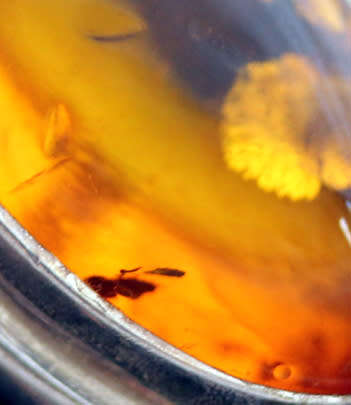 VINTAGE STERLING SILVER AND BALTIC AMBER PENDANT NECKLACE. 925. GOOD WEIGHT 7,18 grams