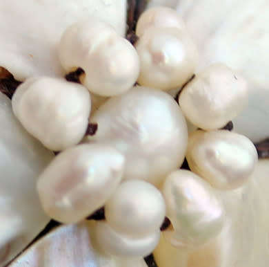 HANDMADE BAROQUE PEARL AND MOTHER OF PEARL BRAIDED COLLAR NECKLACE. VERY UNUSUAL & PRETTY!