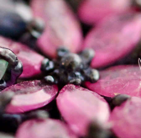 STRIKING LARGE & LONG REAL EMERALD, RUBY, SAPPHIRE STERLING SILVER EARRINGS. BLACK RHODIUM FINISH