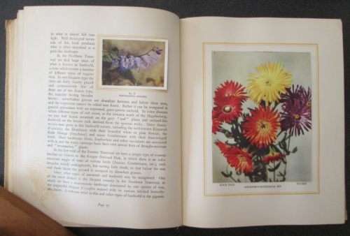 Our South African Flora, Ons Suid-Afrikaanse plantegroei , Edited by R.H. Compton, 1940, Bilingual