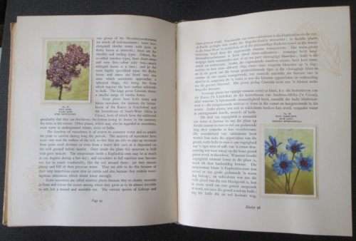 Our South African Flora, Ons Suid-Afrikaanse plantegroei , Edited by R.H. Compton, 1940, Bilingual