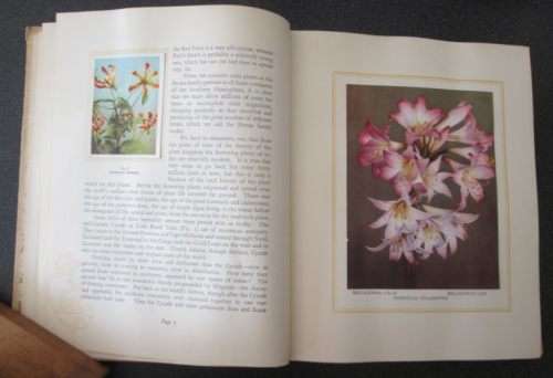 Our South African Flora, Ons Suid-Afrikaanse plantegroei , Edited by R.H. Compton, 1940, Bilingual