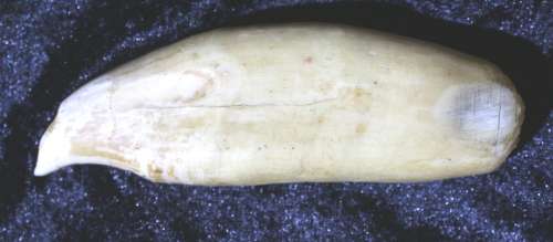 Sperm whale tooth for carving