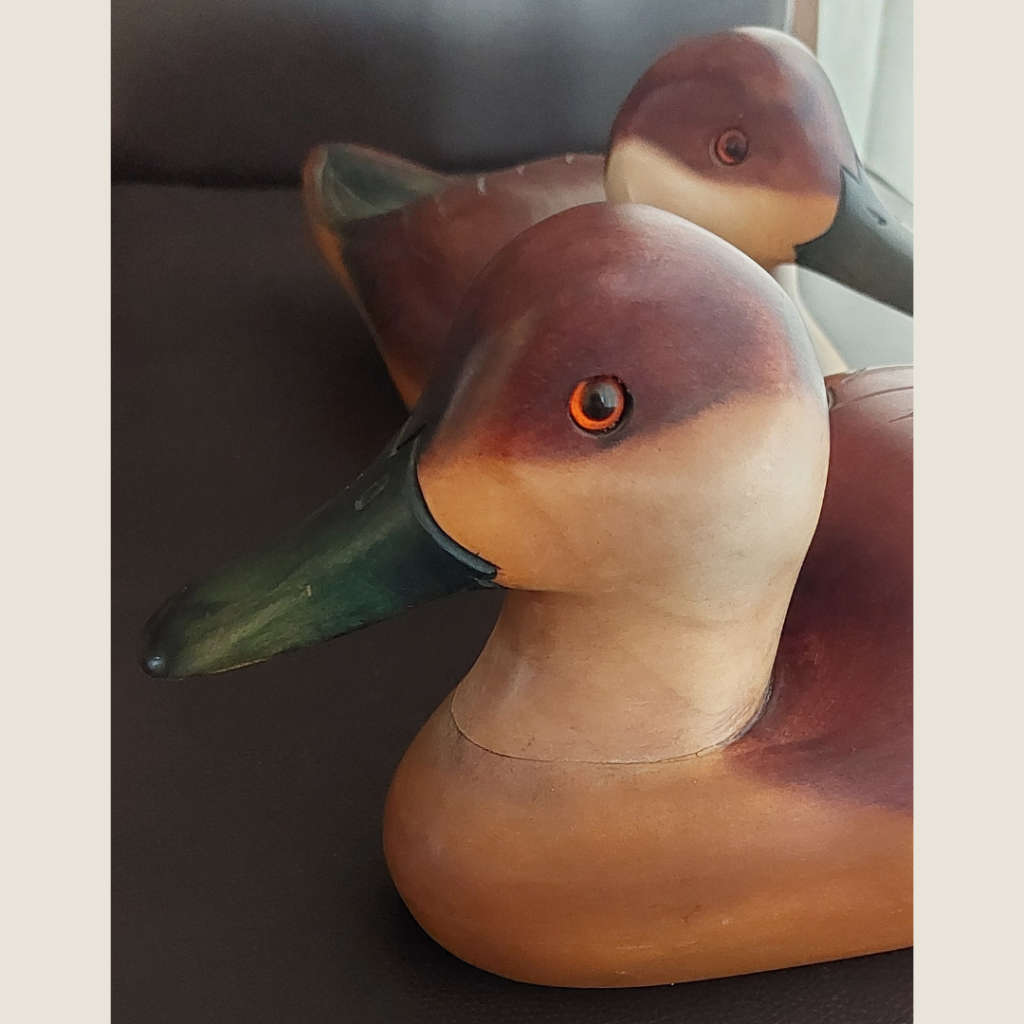 A Pair of Hottentot Teal Ducks - Feathers of Knysna Collectors