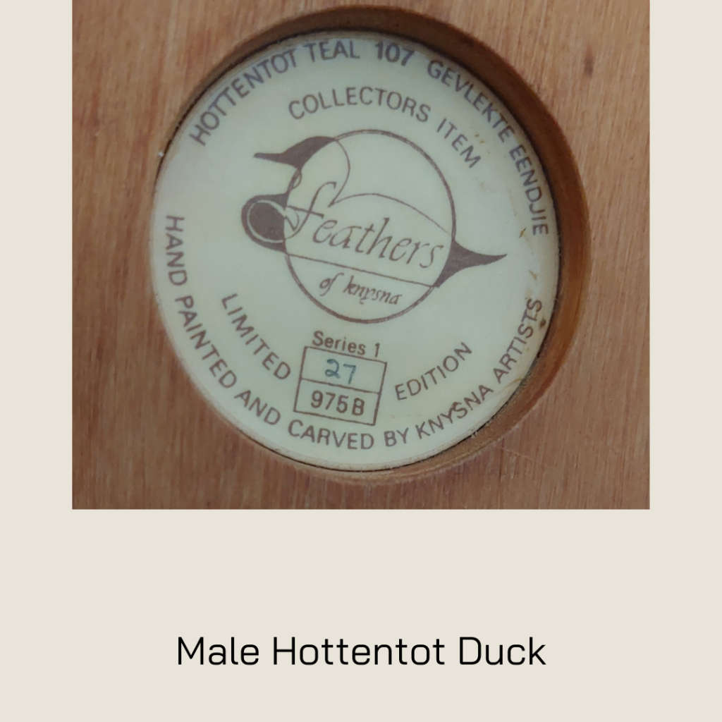 A Pair of Hottentot Teal Ducks - Feathers of Knysna Collectors