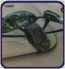 Car Visor Sunglasses / Pen Holder