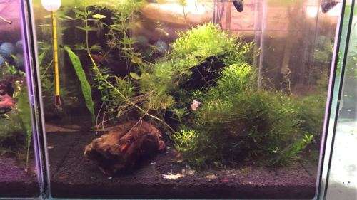 Planter tank Samsung 5730 12Vdc 100cm Heavy Duty Aluminium Grow LED strip light