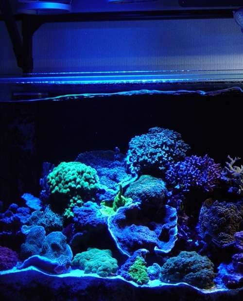 E27 12W LED BLUE AQUARIUM LED LIGHT