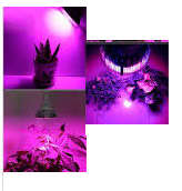 E27 12W LED FULL SPECTRUM GROW LED LIGHT - 400-840NM