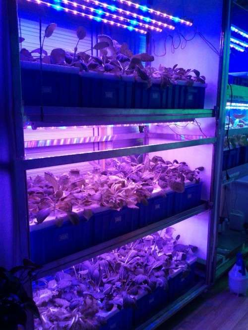 Samsung 5630 12Vdc open IP20  Aluminium Rigid Grow (Red & Blue) 1000mm strip ** In Stock