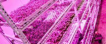 Samsung 5630 12Vdc open IP20  Aluminium Rigid Grow (Red & Blue) 1000mm strip ** In Stock