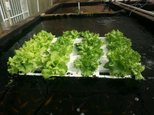 How to make a floating raft for growing vegetables