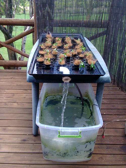 Hydroponic NFT system