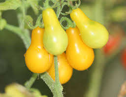 Organic Yellow Pear Cherry tomato seeds