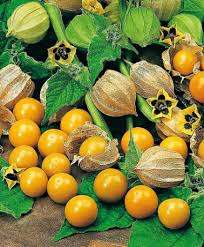 Cape Gooseberry seed