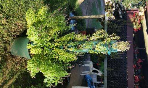 Grow Tower (Vertical Gardening)