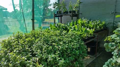 Hydroponic nutrient (hydroflow). Manufactured in South Africa