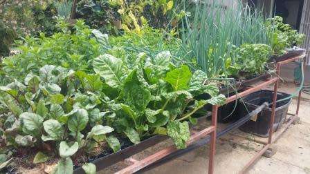 Hydroponic nutrient (hydroflow). Manufactured in South Africa