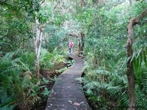 Mtunzini Forest Lodge 27th Nov-1st Dec