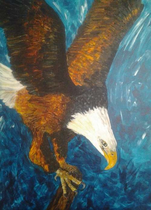 bald headed eagle