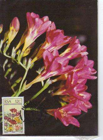 RSA FLORAL EMIGRANTS SET OF MAXIMUM CARDS SACC 592/595