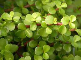 SPEKBOOM PLANTS FOR SALE