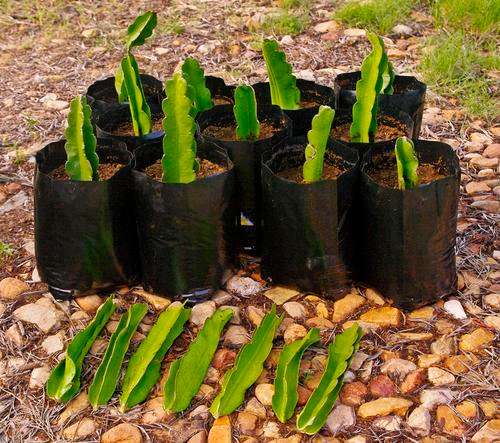 DRAGON FRUIT CUTTINGS!