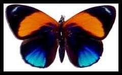 ****HUGE**** 11257**** PCS  BEAD  KIT