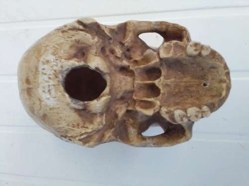 RESIN ENGRAVED SKULL