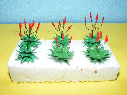 HO Aloes X 6 - Small